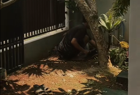 Cabut rumput